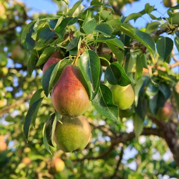 Pear 'Concorde' Fruit Trees Bare Rooted Plant, 4 of 5