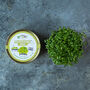 Grow Your Own Microgreens Teeny Greeny Micrology® Kit, thumbnail 3 of 10
