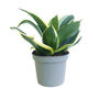 Snake Plant Jade Pagoda Indoors Plant In 9cm Pot, thumbnail 2 of 4
