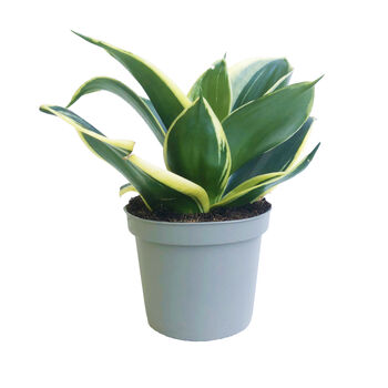 Snake Plant Jade Pagoda Indoors Plant In 9cm Pot, 2 of 4