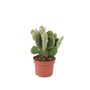 Bunny Ears Cactus In 10.5cm Pot – Opuntia Albispina, thumbnail 2 of 2