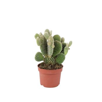 Bunny Ears Cactus In 10.5cm Pot – Opuntia Albispina, 2 of 2