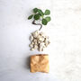 Personalised Mini Leather Paper Bag Planter With Custom Message And Artificial Round Leaf Vine, thumbnail 4 of 7