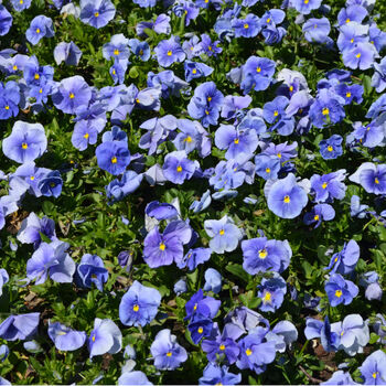 Flowers Pansy 'True Blue' Six X Plant Pack, 4 of 5