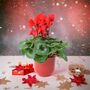Red Cyclamen In Ceramic Pot – Festive Flowering Houseplant Gift, thumbnail 1 of 3