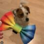 Rainbow Ombre Dog Bow Tie, thumbnail 10 of 10
