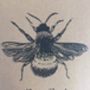 Spring Set Of Three Pocket Bee Notebooks, thumbnail 5 of 10
