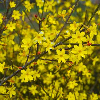 Perennial Jasmine Nudiflorum One Plant In Litre Pot, 3 of 5