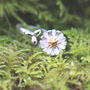 Silver Daisy Ring Charming Nature Inspired Jewellery, thumbnail 6 of 6