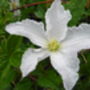 Clematis Prince George, Personalised Plant Gift, thumbnail 2 of 2