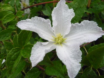 Clematis Prince George, Plant Gift Idea, 2 of 2