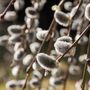 Salix Pendula Trees, Weeping Williow Tree, 10 L Pots, thumbnail 3 of 3