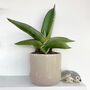 Samurai Snake Plant Low Light Succulent House Plant, thumbnail 1 of 2