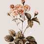Birth Flower Wall Print 'Carnation' For January, thumbnail 9 of 9