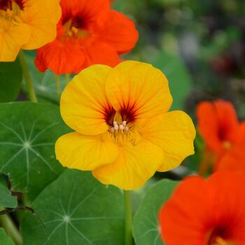 Nasturtium 'Whirlybird Mix' Three X 9cm Pots, 2 of 5
