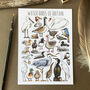 Water Birds Of Britain Watercolour Postcard, thumbnail 1 of 12