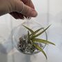 Airplant In Glass Bauble Open Terrarium, thumbnail 1 of 11
