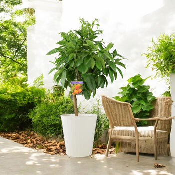 Citrus Orange Tree – 5 L Pot Indoor Fruit Plant, 6 of 7