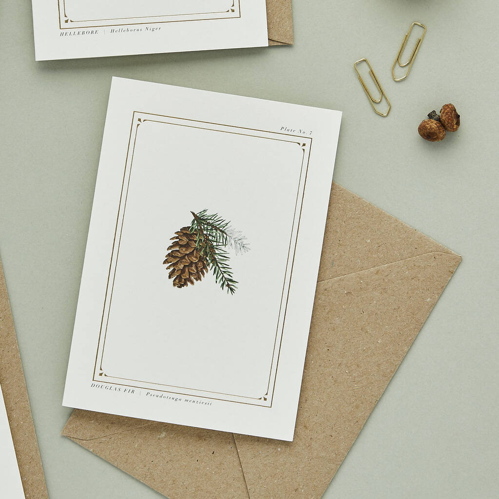 Botanist Archive Douglas Fir Christmas Card By Catherine Lewis Design