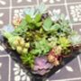 Set Of Four Colourful Christmas Plant Pots, thumbnail 3 of 3