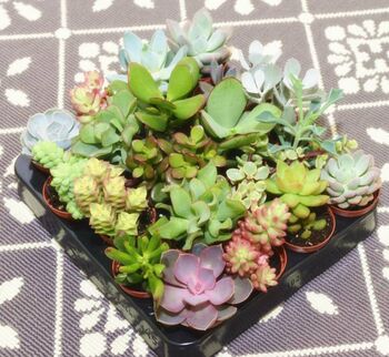 Set Of Four Colourful Christmas Plant Pots, 3 of 3
