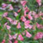 Penstemon 'Phoenix Apple Blossom' Three Plants 9cm Pots, thumbnail 3 of 3