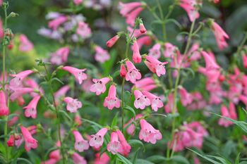 Penstemon 'Phoenix Apple Blossom' Three Plants 9cm Pots, 3 of 3