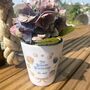 Sea Shells Personalised Plant Pot, thumbnail 6 of 7