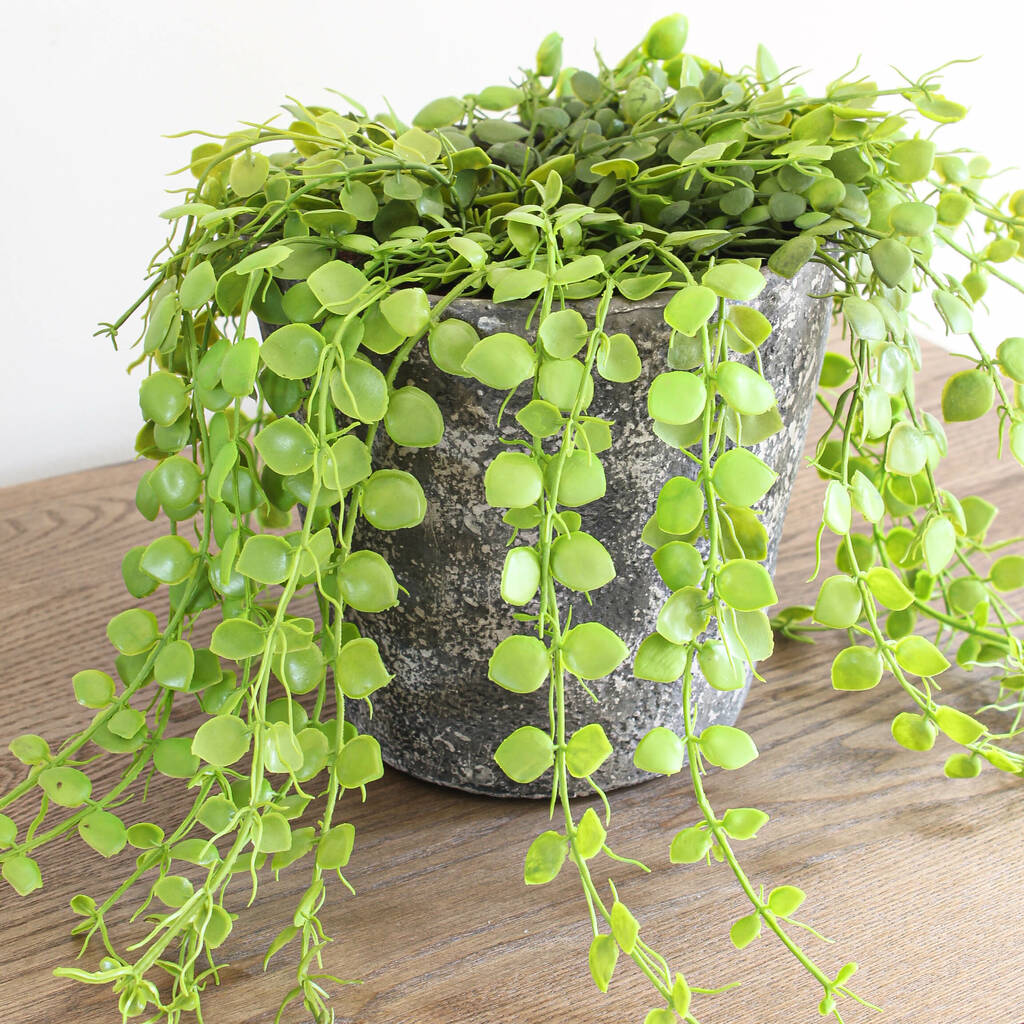 faux button fern potted plant by marquis & dawe | notonthehighstreet.com