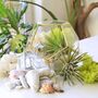 Gold Geometric Terrarium Kit With Air Plant Lover Gift Mother's Day, thumbnail 7 of 9