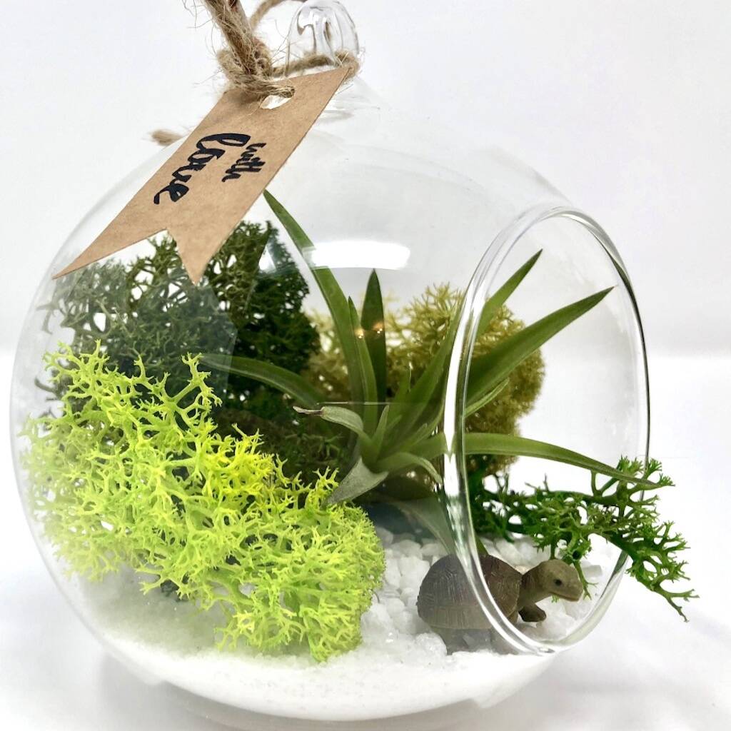 tortoise terrarium kit