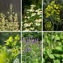 Herbal Tea Garden Seeds, Multi Pack Collection, thumbnail 4 of 9