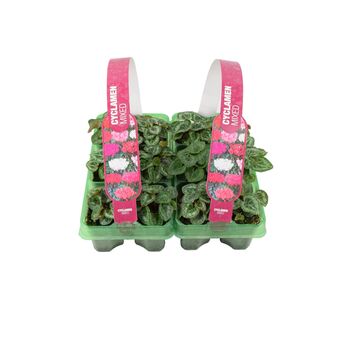 Cyclamen Mixed 6 Pack X2 12 Plants, 5 of 6