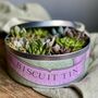 Succulents In A Biscuit Tin, thumbnail 10 of 12