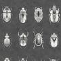 Beetle Jewels Wallpaper, thumbnail 4 of 4