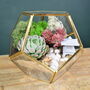 Gold Geometric Terrarium Kit With Succulent Christmas Plant Lover Gift, thumbnail 3 of 7