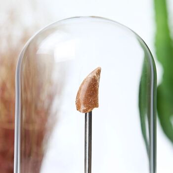 Velociraptor Tooth Bell Jar, 2 of 9