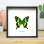 Emerald Swallowtail Butterfly Moth Insect Bug Entomology Taxidermy Box Frame, thumbnail 1 of 4