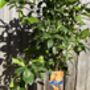 Citrus Orange Tree In Five Litre Pot, thumbnail 10 of 11