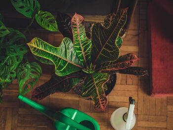 Croton Excellent' Houseplant, 2 of 4