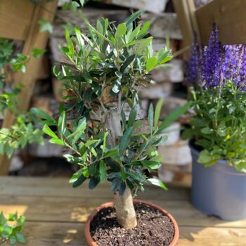 The Olive Tree Bonsai Gift, 7 of 12