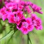 Flowering Plant Sweet William 'Roundabout Mix' 12 Pack, thumbnail 3 of 7