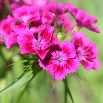 Flowering Plant Sweet William 'Roundabout Mix' 12 Pack, 3 of 7