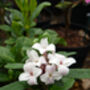 Scented Plant Gift Daphne Pink Perfume, thumbnail 1 of 2