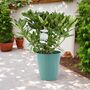 White Rhododendron Flowering Shrub In 5 L Pot, thumbnail 7 of 7