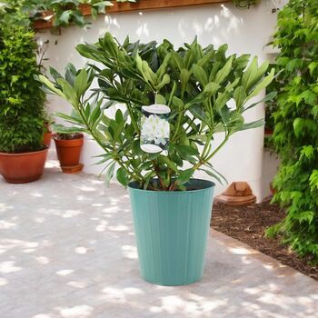 White Rhododendron Flowering Shrub In 5 L Pot, 7 of 7