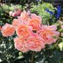 Valentines' Day Floribunda Rose It's A Wonderful Life, thumbnail 3 of 4