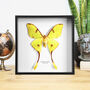 Comet Moth Butterfly Entomology Handcrafted Frame, thumbnail 1 of 3