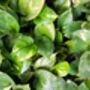 Houseplant Scindapsus Aureus In 15cm Hanging Pot, thumbnail 4 of 5