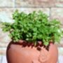 Herb Plants Chervil In 9cm Pots, thumbnail 7 of 7